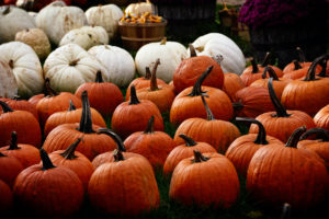 PUmpkins orange and white